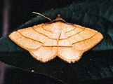 Plateoplia acrobelia